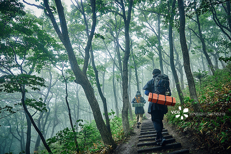 男性，小径，森林，旅行，背包客，徒步旅行，步行，后视图图片素材