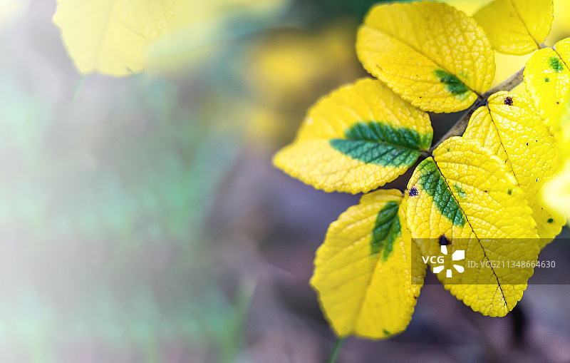 特写黄色开花植物叶子，俄罗斯图片素材