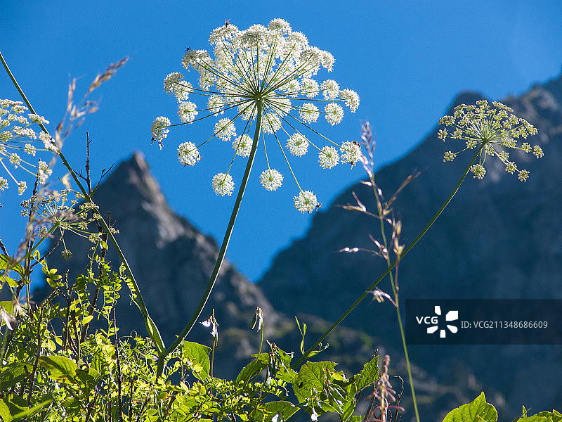 蓝色天空下开花植物的低角度视图图片素材