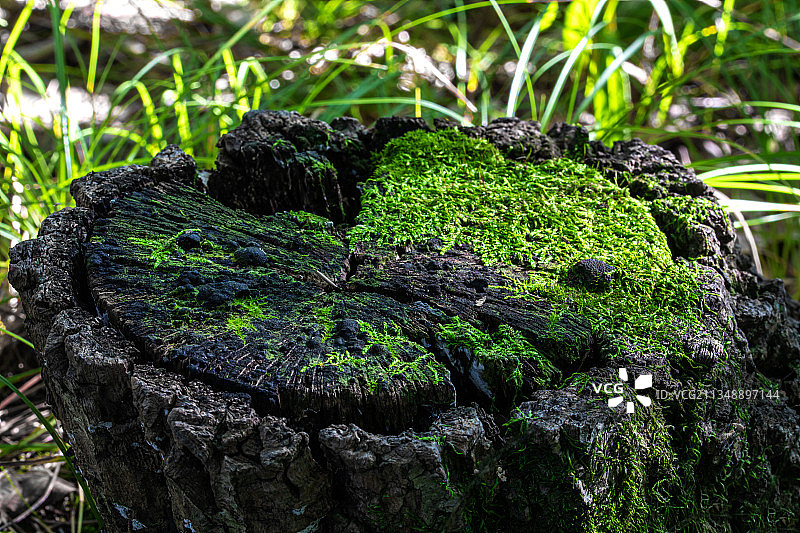 豫西伏牛山丛林中的生态小景物图片素材