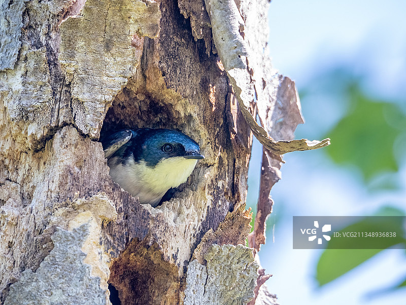 翠鸟栖息在树上的特写镜头图片素材
