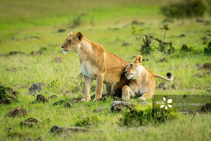 肯尼亚马赛马拉，纳罗克，草地上的小狮子图片素材