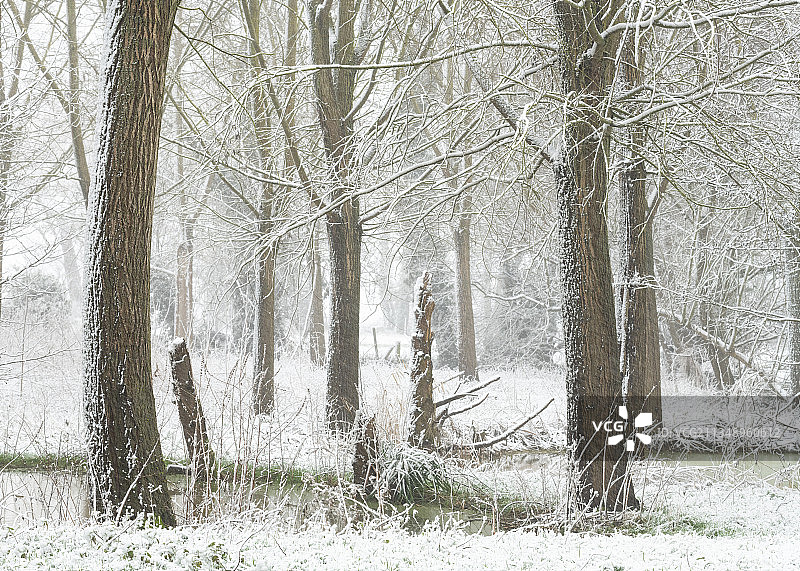 森林中的树木在冬天，切尔斯沃斯，伊普斯维奇，英国，英国图片素材