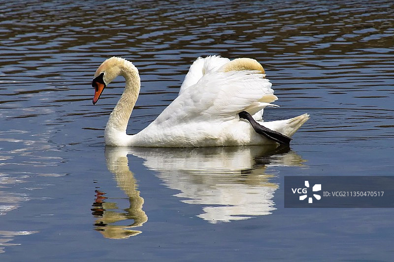一只沉默的天鹅在湖里游泳，加拿大安大略省多伦多图片素材