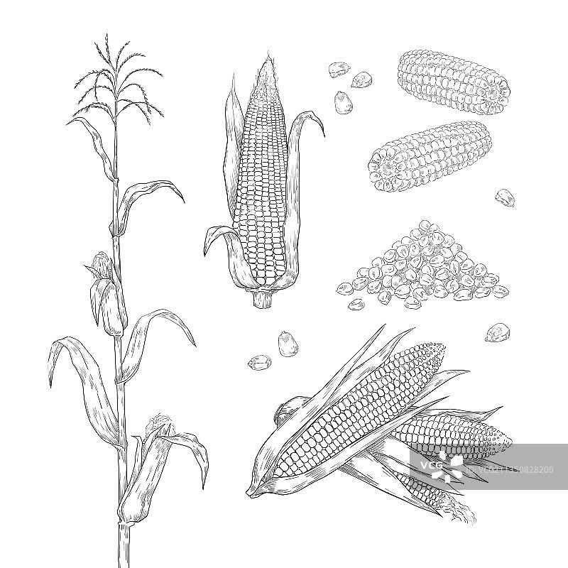 手工绘制的玉米，甜玉米穗轴，谷物图片素材