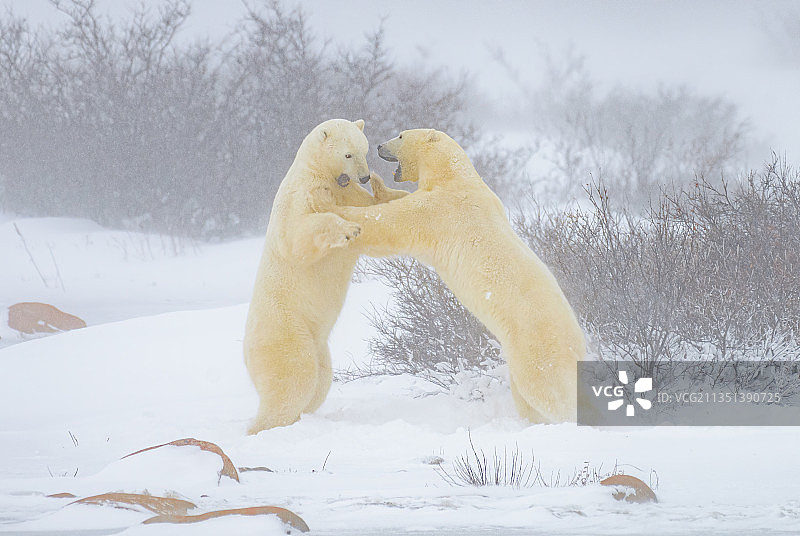 加拿大马尼托巴省丘吉尔市，一只北极熊在玩耍打斗图片素材