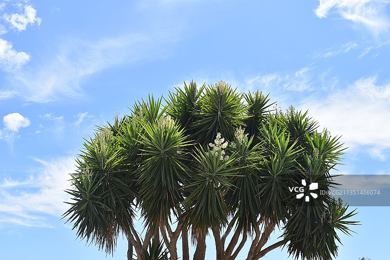 低角度的棕榈树对天空，伊比沙岛，巴利阿里斯岛，西班牙图片素材