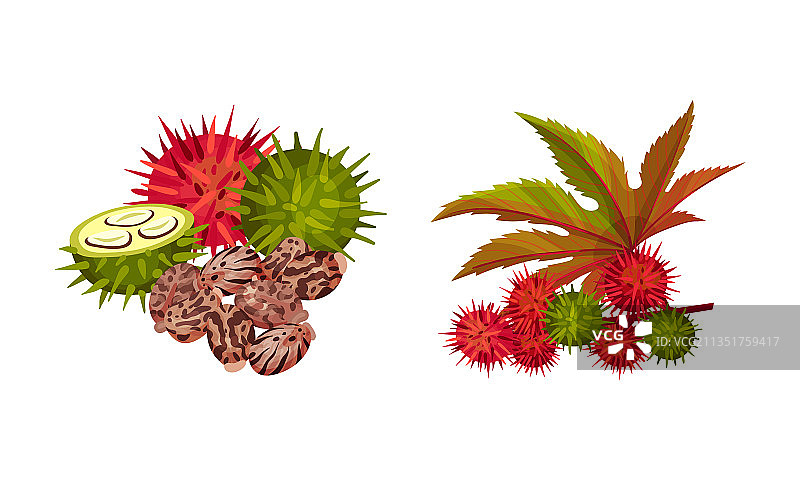 成熟和未成熟的红毛丹浆果和花定图片素材