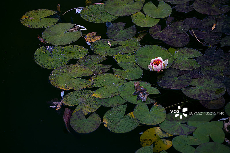湖中的莲花和睡莲的高角度视图图片素材