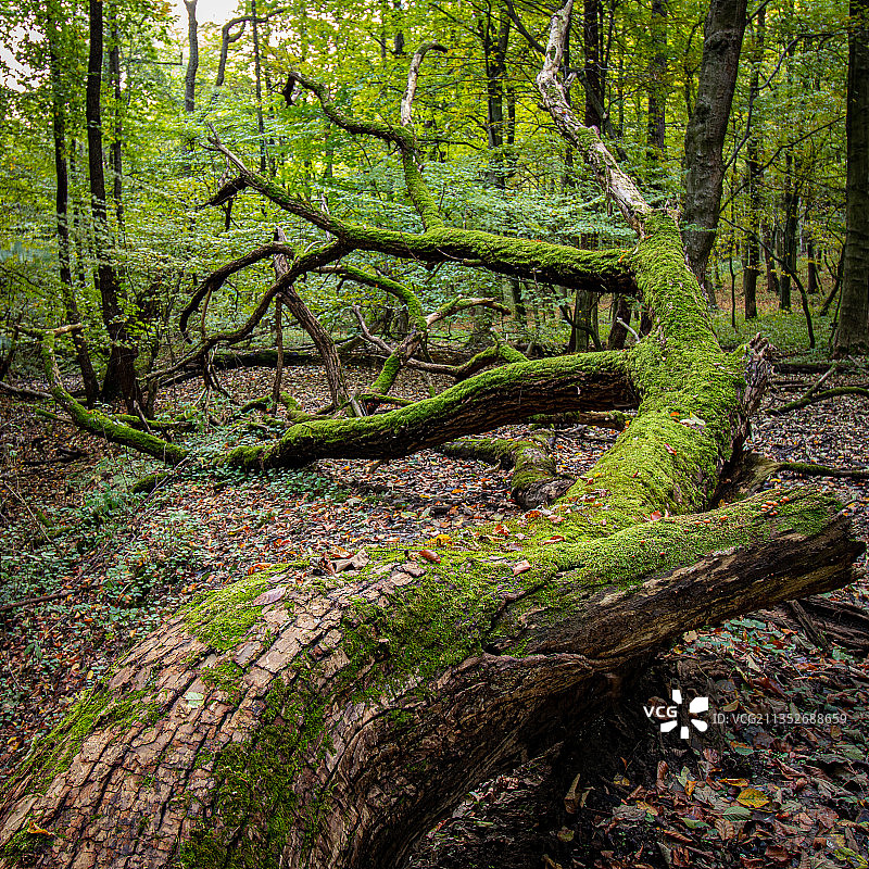 波兰，森林里的树木图片素材