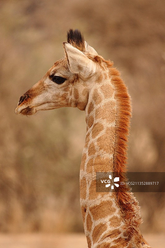 长颈鹿的特写镜头，纳米比亚埃隆戈地区图片素材