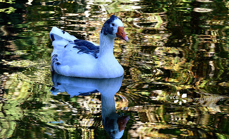 西班牙El Retiro公园，鸭子在湖中游泳的特写镜头图片素材