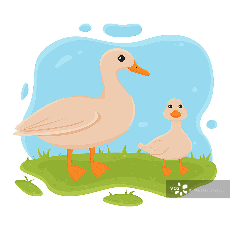 鸭子和小鸭站在自家的草地上图片素材