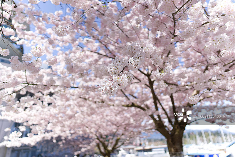 加拿大不列颠哥伦比亚省温哥华樱花树的特写图片素材