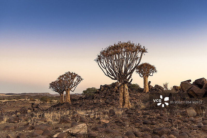 纳米比亚，卡拉斯地区，日落时天空晴朗，田野上的树木图片素材