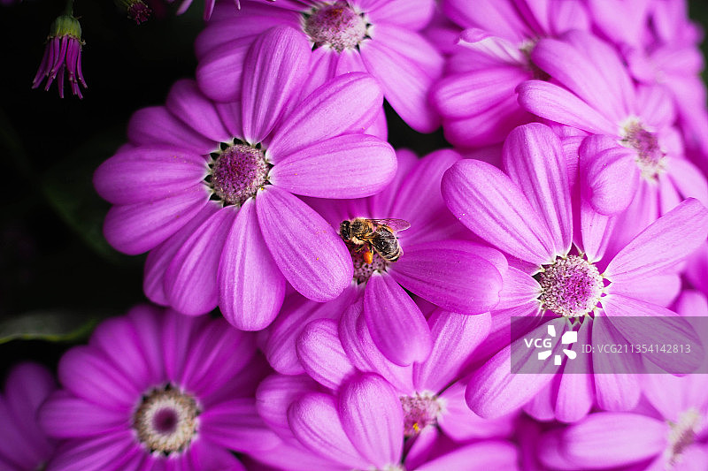 新西兰奥克兰，粉红色花朵的特写图片素材