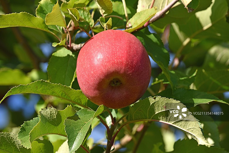 法国蒙特卡莱特，树上长着粉红色的女苹果图片素材