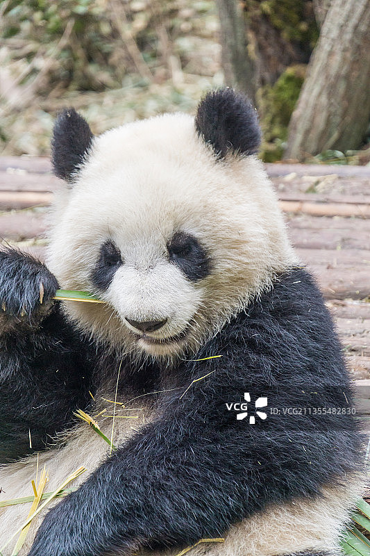春天里中国四川成都的大熊猫特写图片素材