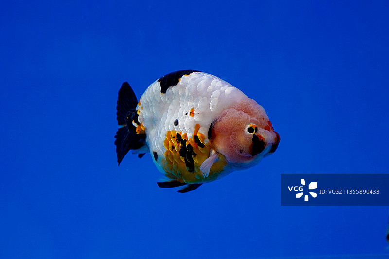 金鱼---水墨三色寿图片素材