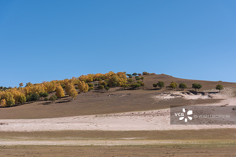秋天内蒙古乌兰布统坝上草原的沙地和白桦林图片素材