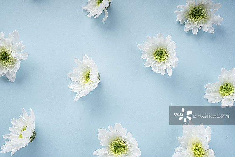 白色盛开的花明亮的蓝色背景。植物的概念。图片素材