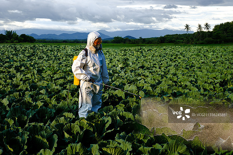 园丁穿着防护服，戴着口罩喷洒杀虫剂和化学药剂图片素材