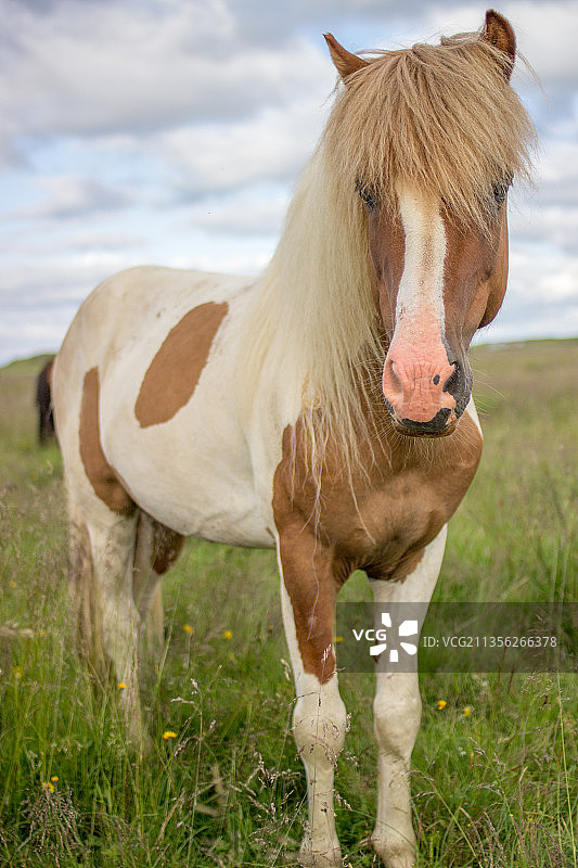 冰岛小马的肖像站在田野上对着天空图片素材