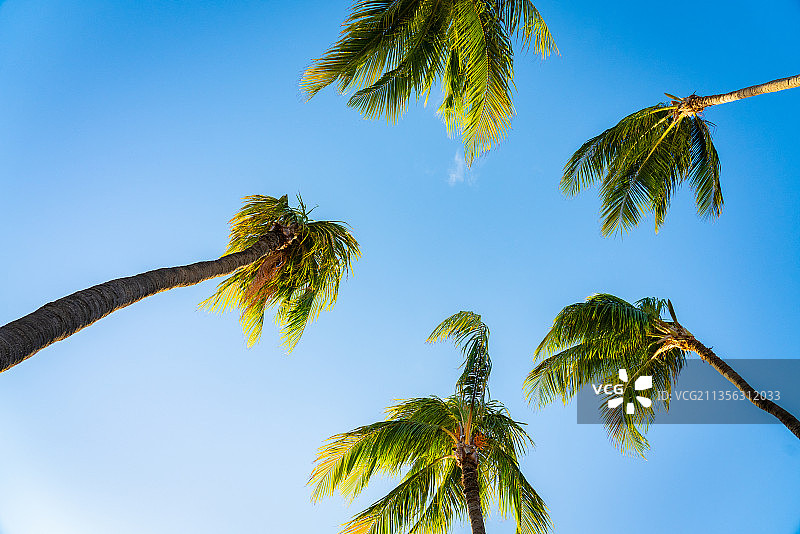阿鲁巴岛，蔚蓝天空下的棕榈树图片素材