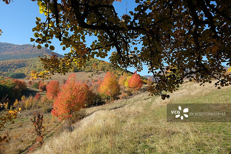 秋天，田野上的树木与天空相映成趣图片素材