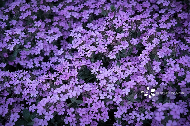 德国，拜仁，卢堡，紫色开花植物的全帧拍摄图片素材