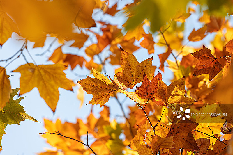 秋天树上的叶子变红图片素材