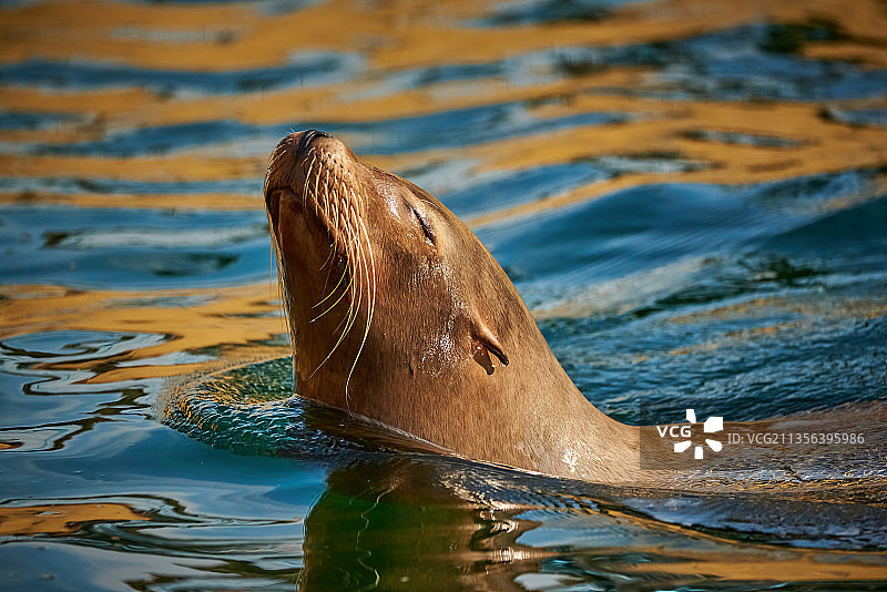 英国沃本野生动物园，海豹在海里游泳的特写镜头图片素材