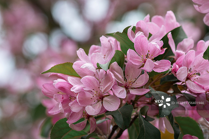 粉红色樱花的特写图片素材