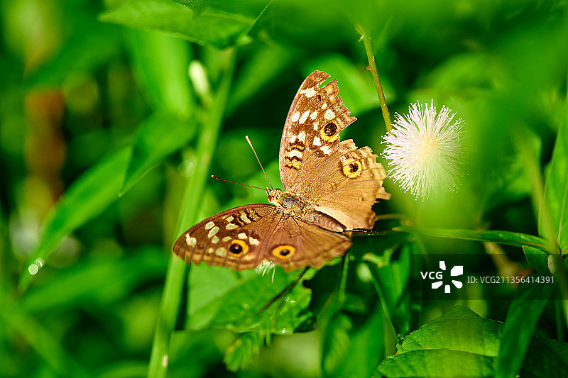 泰国，蝴蝶在花上授粉的特写镜头图片素材