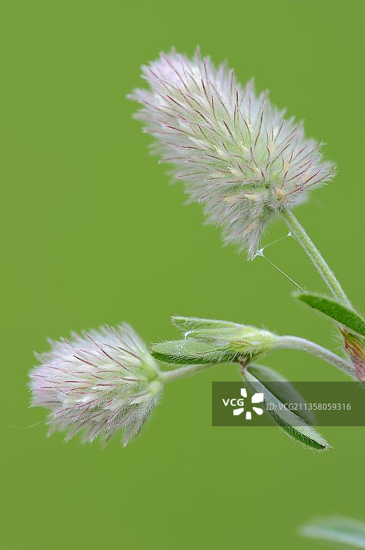 野兔三叶草(Trifolium arvense)，北莱茵-威斯特伐利亚，德国，欧洲图片素材
