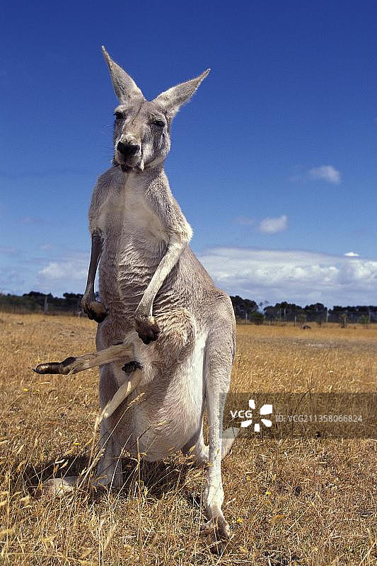红袋鼠(大袋鼠)，雌性和乔伊的腿出现在育儿袋，澳大利亚，大洋洲图片素材