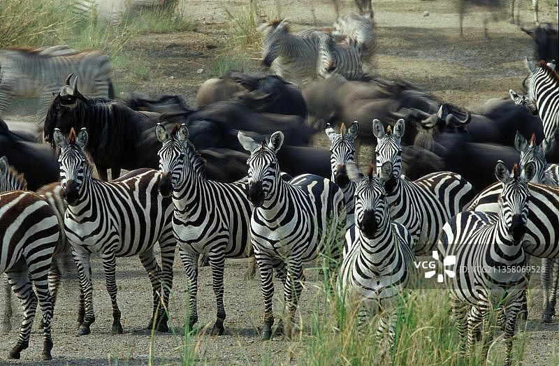 蓝牛羚和波切尔斑马(Equus quagga burchelli)，塞伦盖蒂国家公园，坦桑尼亚(Connochaetes taurinus albojubatus)， Weissbartgnus和Steppenzebras，塞伦盖蒂国家公园，坦桑尼亚，普通斑马，Steppenzebra，波切尔斑马Bri…图片素材