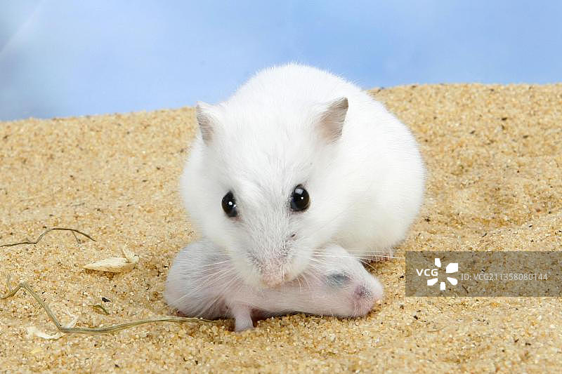 俄罗斯侏儒仓鼠，幼鼠(黑腹鼠)图片素材