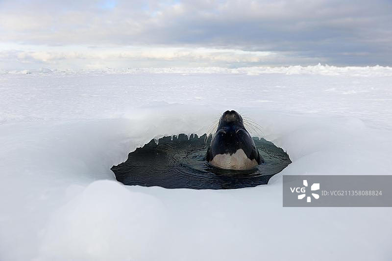 格陵兰海豹(Pagophilus groenlandicus)雌性在呼吸洞，圣劳伦斯湾，莫德林群岛，魁北克，加拿大，北极，浮冰，北美图片素材