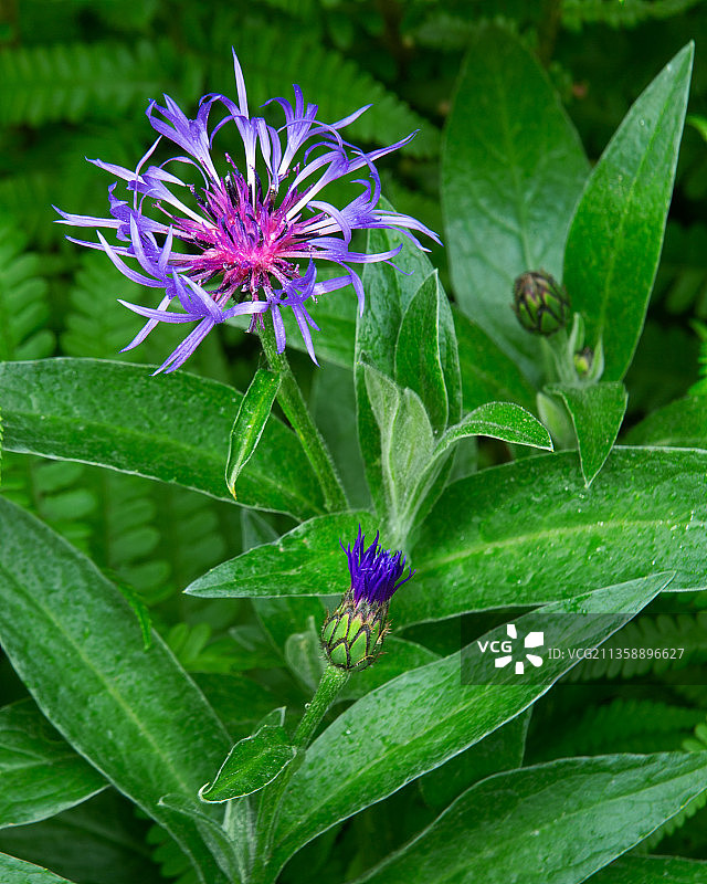 紫色开花植物的特写，Waakirchen，德国图片素材