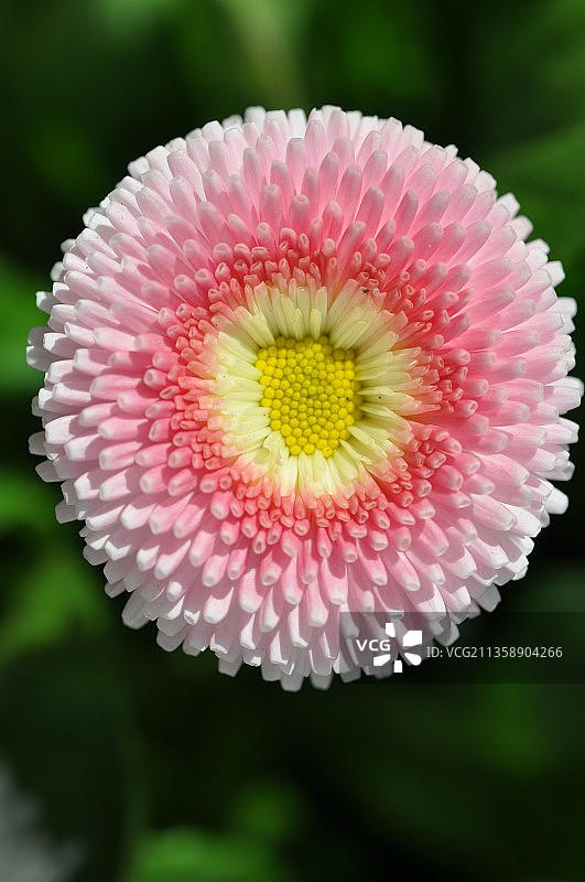 粉色花朵的特写，纽维德，德国图片素材