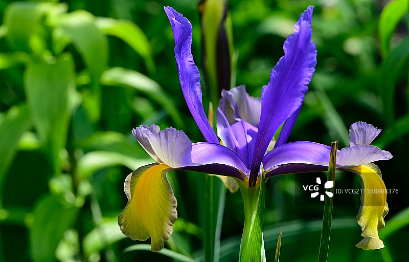 紫色蝴蝶花的特写图片素材