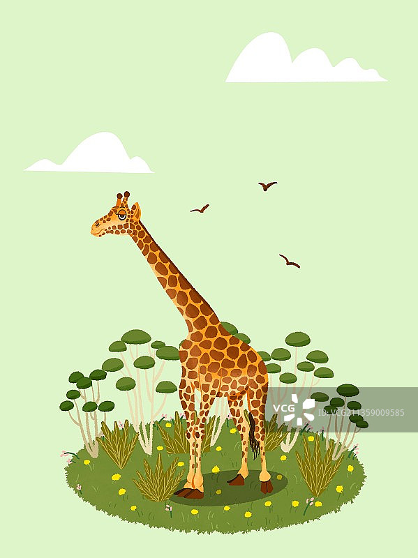 长颈鹿在草地上悠闲的站着休息图片素材