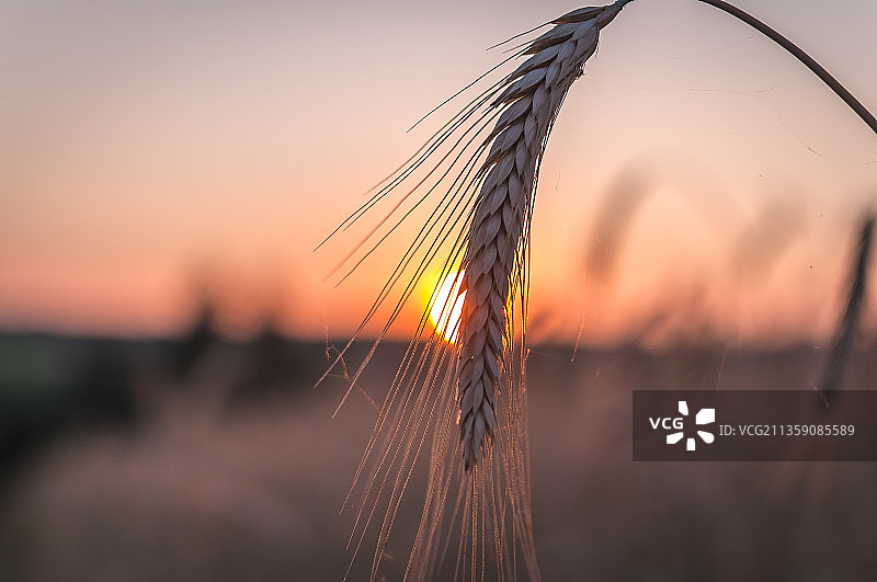 近距离小麦生长在田野在日落时的天空图片素材