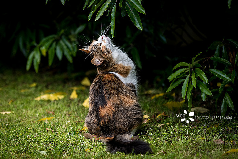 猫坐在草地上的特写镜头，卡佩拉斯，葡萄牙图片素材