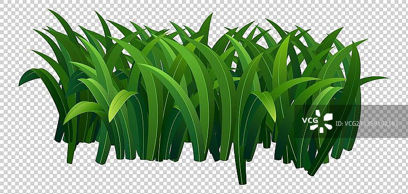 绿油油的植物图片素材