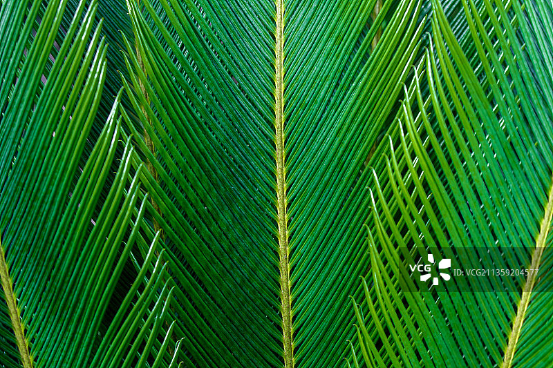 棕榈叶的全景照片图片素材