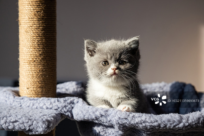幼猫蓝猫可爱阳光下照片图片素材