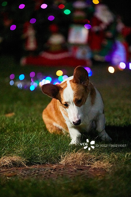 户外草地圣诞老人雪人圣诞树前夜景下两只可爱的宠物狗柯基犬图片素材