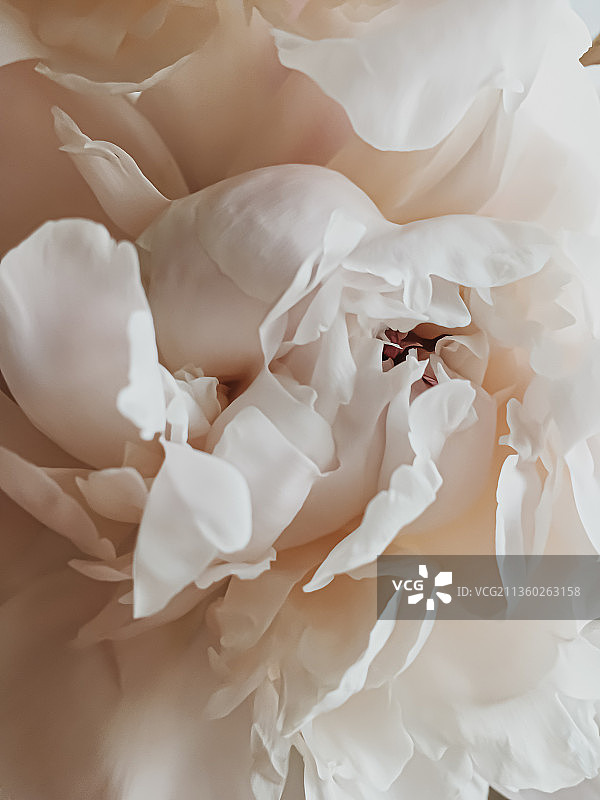 米色牡丹花作为抽象的花卉背景假日品牌图片素材